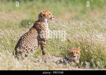 Botswana, Kgalagadi Transfrontier Park, Geparden, Acinonyx Jubatus Stockfoto