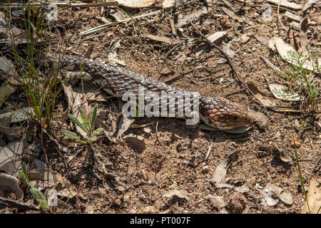 Stumpf-tailed Skink, Tiliqua rugosa in Foxes Lair finden, Narrogin, WA, Australien Stockfoto