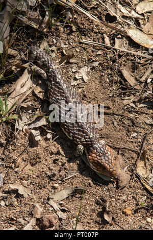 Stumpf-tailed Skink, Tiliqua rugosa in Foxes Lair finden, Narrogin, WA, Australien Stockfoto