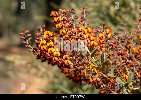 Gastrolobium parviflorum, Box Gift Stockfoto