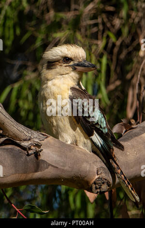 Laughing Kookaburra, Dacelo novaeguineae in Walpole, WA, Australien Stockfoto