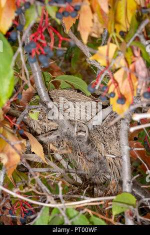 Der freie Bird's Nest in den wilden amerikanischen Pflaume Strauch (Prunas americana) mit fortschreitendem Virginia Creeper Weinstock, dunkle Beeren, Castle Rock Colorado USA. Stockfoto