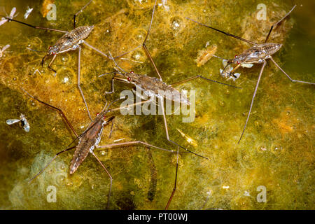 Wasser Striders (Wassermann remigis) Rest auf organische bemoosten Oberfläche des langsamen Abschnitt der Creek, Castle Rock Colorado USA. Wissenschaftler identifizieren 1700 Arten. Stockfoto