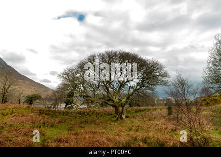 Europa, Irland, Connemara, Galway, Typische isolierte Landschaft über bogland. Stockfoto