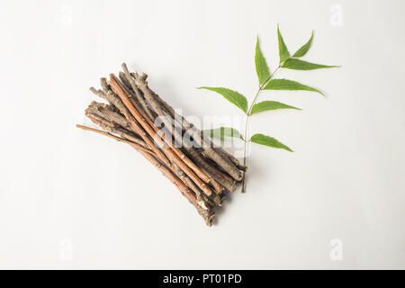 Neem Sticks und Neem Blätter. Weiß isoliert Hintergrund Stockfoto