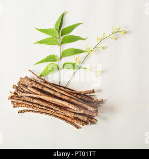 Neem Blätter mit Neem Blumen und Neem Sticks. auf weißem Hintergrund Stockfoto