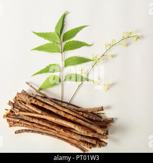 Neem Blätter mit Neem Blumen und Neem Sticks. Weiß isoliert Hintergrund Stockfoto