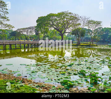 Kandawgyi Park ist der ideale Bereich für Picknicks und Freizeitaktivitäten in Aussichtspunkte mit Blick auf den See mit Lotus Pflanzen, Yangon, Myanmar. Stockfoto