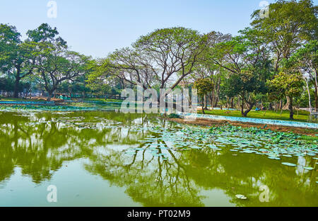 Die lakeside Kandawgyi Park verfügt über die malerische Aussicht mit riesigen Bäumen, saftigen Rasen und Lotus Pflanzen auf der Wasseroberfläche, Bahan Township, Yangon, Mein Stockfoto