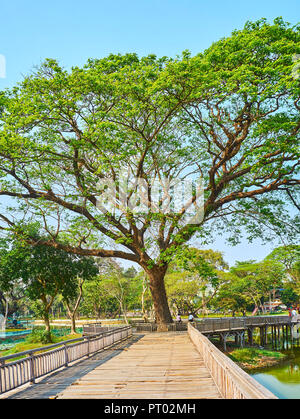 Die weitläufige Acacia leucophloea (htanaung) Baum inmitten der alten knarrenden Holz Brücke über den Kandawgyi-see, Yangon, Myanmar. Stockfoto