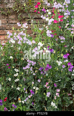 Klettern Blüte Sweet pea Pflanze gegen alte Red brick wall, Derbyshire, Großbritannien Stockfoto