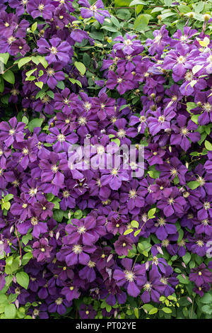 Deep Purple blühende Clematis jackmanii, Derbyshire, England, Großbritannien Stockfoto