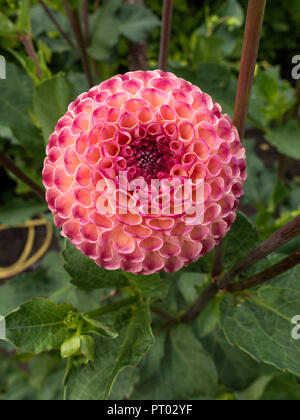 Single "Burlesca" Dahlie Blume, Derbyshire, England, Großbritannien Stockfoto