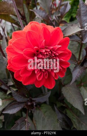 Single Deep Red „Fire Mountain“ Dahlia Flower, Derbyshire, England, Großbritannien Stockfoto