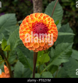 Einzelne Gelbe, orange und rote kugelförmige 'Ms Kennedy' Dahlie Blume, Derbyshire, England, Großbritannien Stockfoto