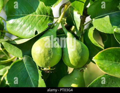 Zwei grüne Birnen auf einem Baum im Sommer Garten Stockfoto