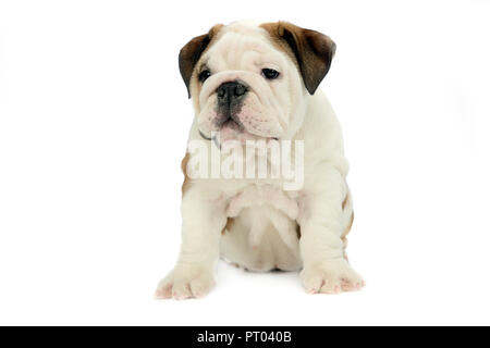 Welpen Bulldogge Babysitting in Weiß studio Stockfoto