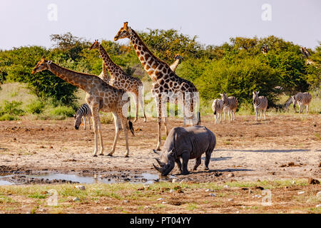 Das Paradies in Afrika - Giraffen, Zebras und Nashorn ein einer Wasserstelle im Etosha Nationalpark in Namibia Stockfoto