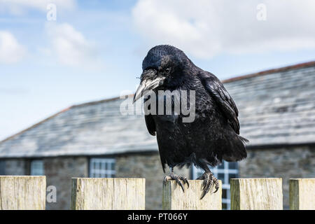 Eine Nahaufnahme detaillierte scharf gemacht Porträt einer Schwarz/irisierend Rook, stehend auf einem Zaun wundern, wenn ich im Begriff war, mit einem Kuchen zu Teil, aufmerksam. Stockfoto