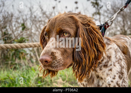 Eine scharf gerendert Portrait eines acht Monate alten Stammbaum Sprocker Spaniel an der Leine gehen mit ihrem Meister warten zu lassen Sie werden in das Meer zu gehen Stockfoto