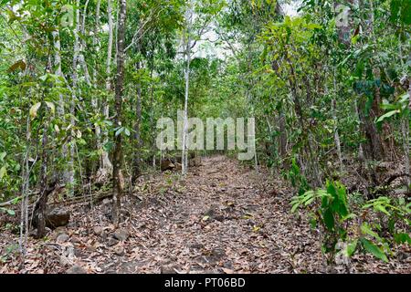 Ein Wanderweg durch den australischen Busch, Dalrymple Lücke, QLD, Australien Stockfoto