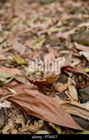 Trockenes Laub auf dem Waldboden, Dalrymple Lücke, QLD, Australien Stockfoto