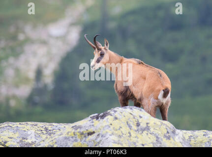 Alpine GEMSE (RUPICAPRA rupicapra), in den Bergen der Hohen Tatra in der Slowakei Stockfoto