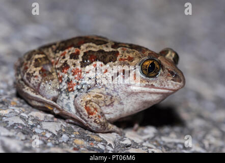 Nach Knoblauchkröte (Pelobates fuscus) Nachts in Ungarn Stockfoto