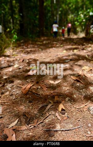 Mutter und Töchter Spaziergang entlang der Dalrymple Lücke Walking Track, QLD, Australien Stockfoto