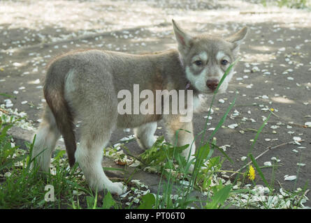 Schön amüsante Hundewelpen der Saarloos wolfhound in Park Stockfoto