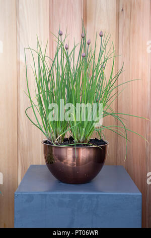 Zu Hause drinnen Küche Garten wächst Ihr eigenes mit Bio-Schnittlauch in Kupfer-Container-Pflanzentopf UK gewachsen Stockfoto