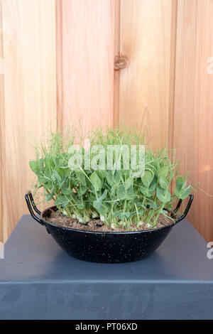 Kleiner Raum Küchengarten mit Bio-Erbsensprossen als Salat Micro Greens in alten umfunktionierten Kochtopf Container England Großbritannien gewachsen Stockfoto