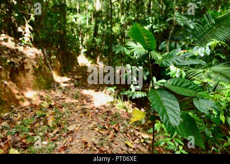 Ein Wanderweg durch den australischen Busch, Dalrymple Lücke, QLD, Australien Stockfoto