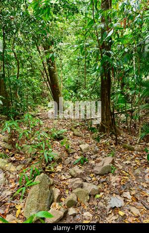 Ein Wanderweg durch den australischen Busch, Dalrymple Lücke, QLD, Australien Stockfoto