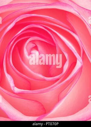 Schöne rosa Rose Blume, Ansicht von oben Makroaufnahme Stockfoto