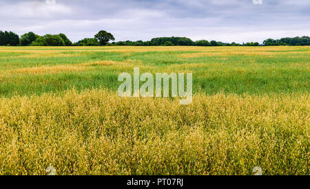 Blick über Feld von Hafer mit Bäumen am Horizont unter bedecktem Himmel und im Sommer in Beverley, Yorkshire, UK. Stockfoto