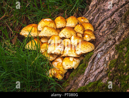 Pholiota squarrosa, allgemein bekannt als die shaggy scalycap Stockfoto