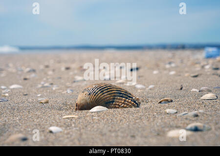 Verschiedene Muscheln auf dem Atlantik Strand in Portugal geschält Stockfoto
