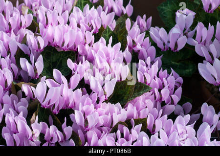 Lila Cyclamen Blumen auch als Sowbread bekannt Stockfoto