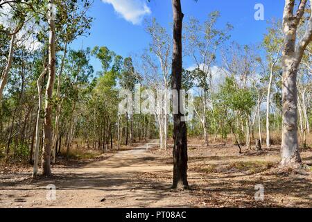 Eukalyptus Wald Wald am Parkplatz von Dalrymple Lücke, QLD, Australien Stockfoto