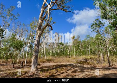 Eukalyptus Wald Wald am Parkplatz von Dalrymple Lücke, QLD, Australien Stockfoto