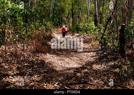 Ein Wanderweg durch den australischen Busch, Dalrymple Lücke, QLD, Australien Stockfoto