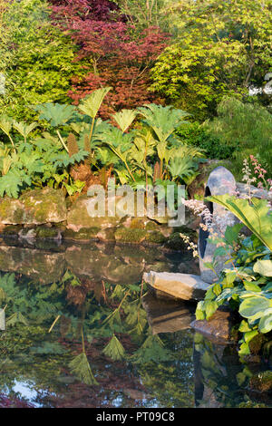 Kleines Teichwasser mit moosbedeckten Steinblöcken im japanischen Garten mit Gunnera manicata und verschiedenen Acer-Bäumen im Frühling - an einem WI Stockfoto