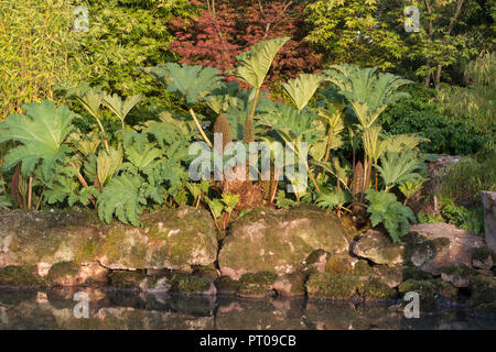 Teich Wasserspiel mit Moos bedeckt Stein Felsbrocken im japanischen Stil mit Garten, Gunnera manicata und verschiedene Acer Bäume im Frühjahr - in Verbindung mit einem M Stockfoto