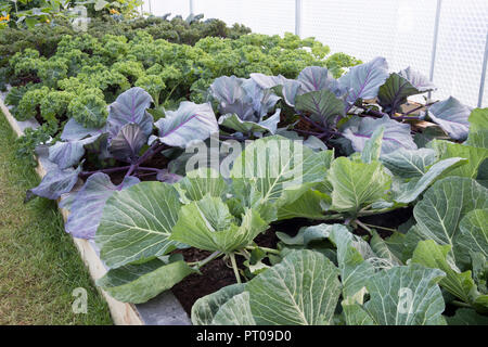 Isolierte Polytunnel mit erhöhten Betten wachsenden Bio-Weißkohl und Rotkohl Kalibos, lockiges Blatt Grünkohl Reflex England Großbritannien Stockfoto