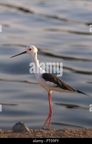 Eine schwarze Geflügelte Stelzen steht auf dem Schmutz in der Nähe der Wasser in der Abendsonne Stockfoto