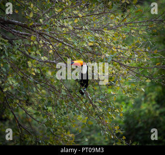 Toucan toko Sitzen auf einem Ast Stockfoto