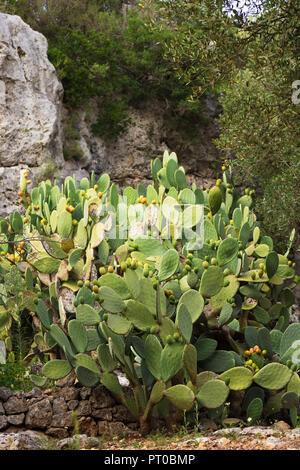 Bush von einem feigenkaktus Anlage Stockfoto