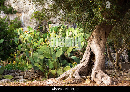 Bush von einem feigenkaktus Anlage mit einer Olive Tree Stockfoto