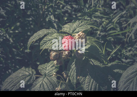 Eine reife, große Himbeere und andere unreife Früchte auf einem Busch. Stockfoto